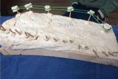 karlis-celms-4-klases-dabaszinibu-projekts