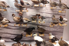 dabaszinibu-konsultacija-dabas-muzeja-1-profils