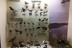 dabaszinibu-konsultacija-dabas-muzeja-2