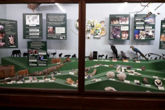 dabaszinibu-konsultacija-dabas-muzeja-3