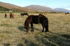 8-zirgi-dabas-ainava