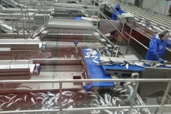 11-macamies-celojot-un-petot-feru-salas