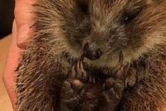 3-rigas-komercskola-ciemos-pie-rigas-zoo-2017-04-07